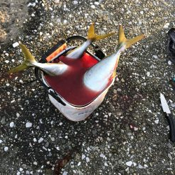 今日はトップで