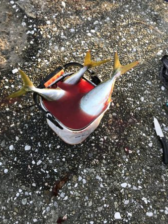 今日はトップで