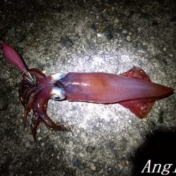 ケンサキイカエギング！