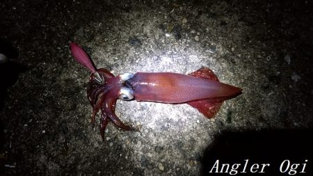 ケンサキイカエギング！