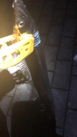 南港ショアタチスタート!