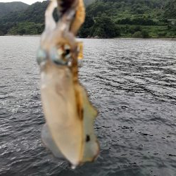 今年初エギング