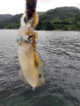 今年初エギング