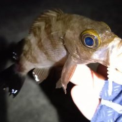 ONOKOROはサバ地獄