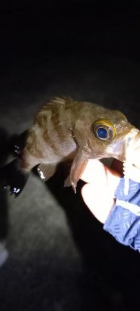 ONOKOROはサバ地獄