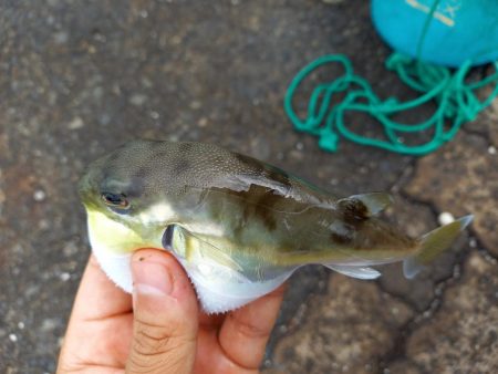 日本海キス釣り