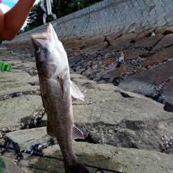 シーバス　釣れてます