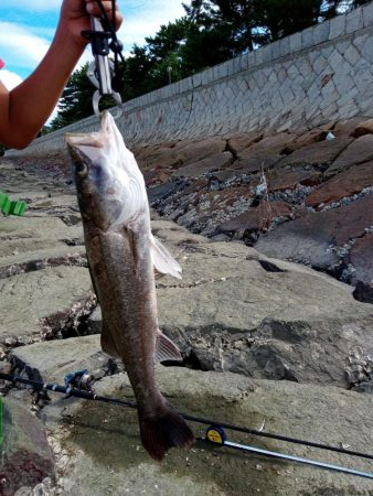 シーバス　釣れてます
