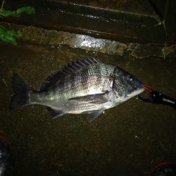 透明度は高いが