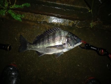 透明度は高いが