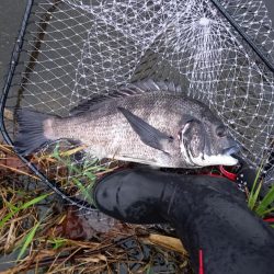 大潮の朝マヅメは楽しい