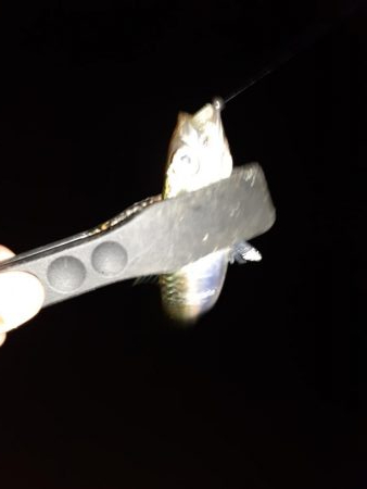 ライトゲーム45