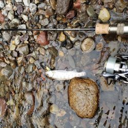 久々にデカイの出たが、、、