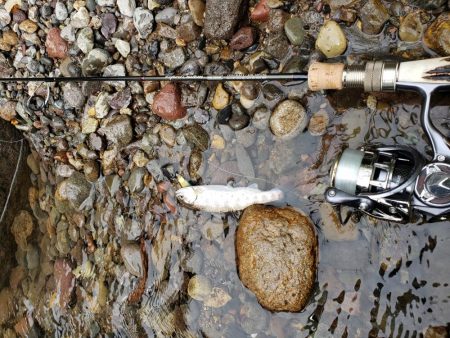 久々にデカイの出たが、、、