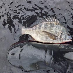 数釣りは出来たけどサイズがイマイチ