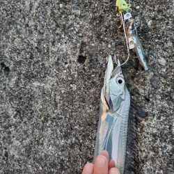 アジ祭りからのサーベリング