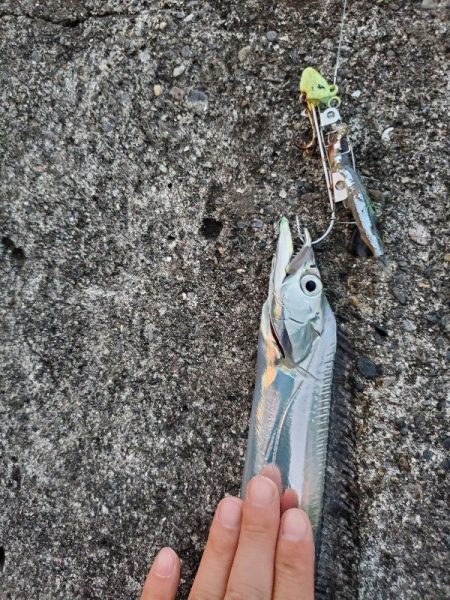 アジ祭りからのサーベリング