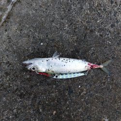 プチsalt water game