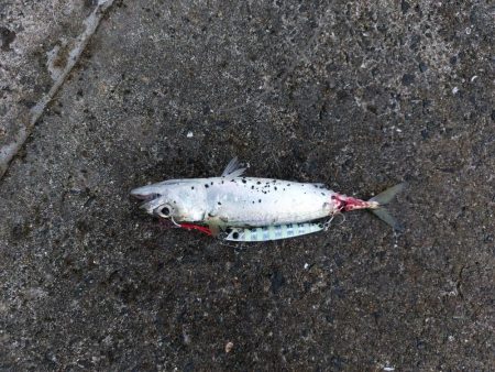 プチsalt water game