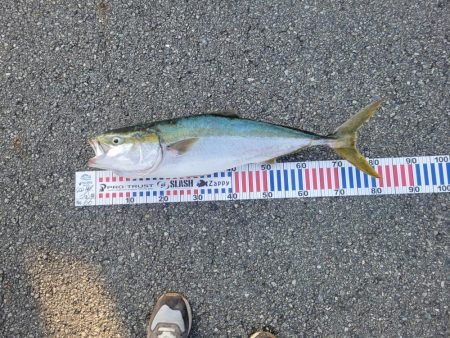 久しぶりのショアジギング