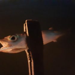 ライトゲーム48