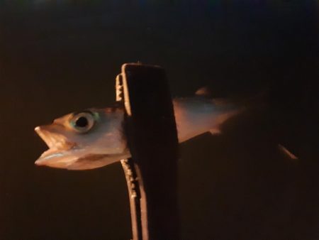 ライトゲーム48