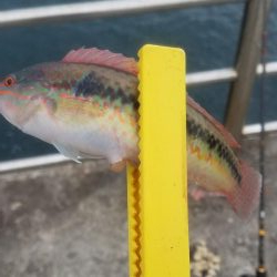 爆風でも楽しめた