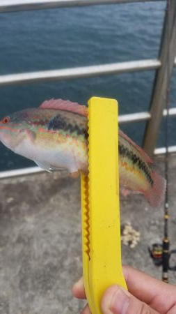 爆風でも楽しめた