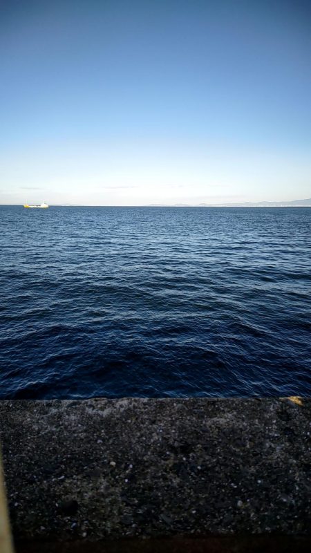 ノマセで年無しチヌ