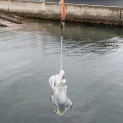 秋イカスタート