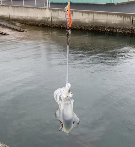 秋イカスタート