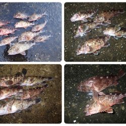 よく釣れました!