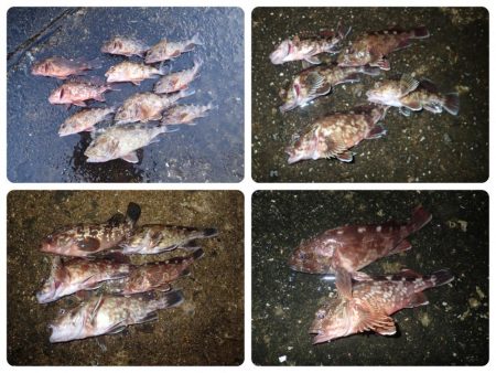 よく釣れました!