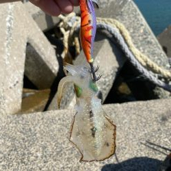 アオリ新子遊び