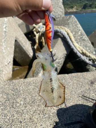 アオリ新子遊び