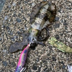 タダ巻き感謝DAY