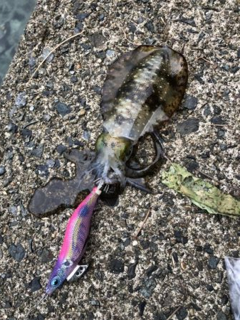 タダ巻き感謝DAY