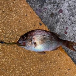 深夜のライトゲーム