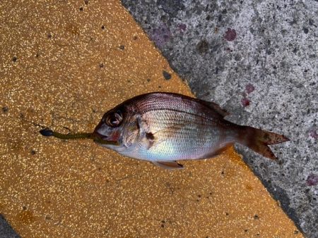 深夜のライトゲーム