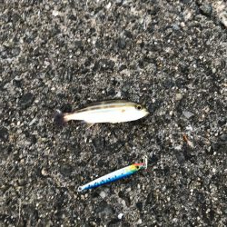 サビキ御三家行方不明