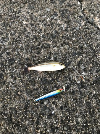 サビキ御三家行方不明