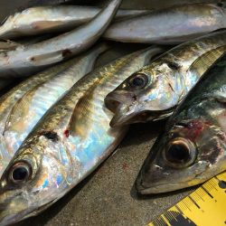 安定のアジ釣り