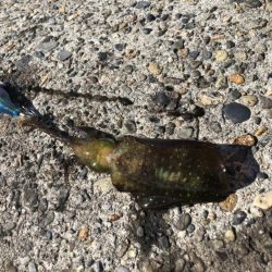 アオリイカエギング