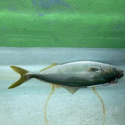 津島でライトジギング