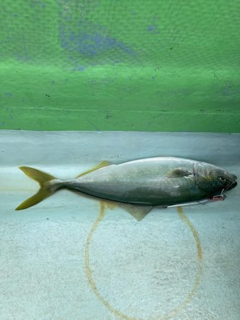 津島でライトジギング