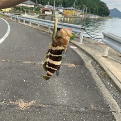 魚種多め