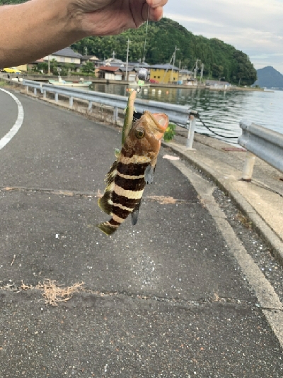 魚種多め