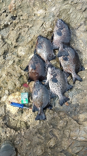 イシガキシーズン到来?