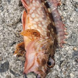 タチウオ釣りに行ったつもりが…