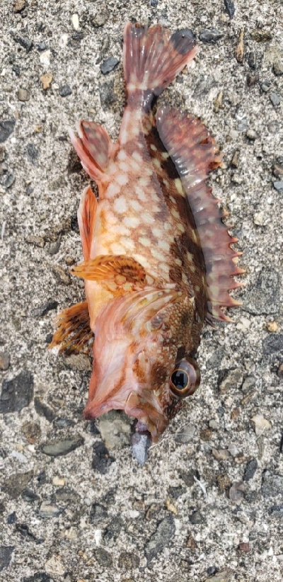 タチウオ釣りに行ったつもりが…